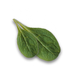 leaf1 img-icon