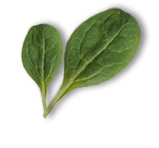 leaf2 img-icon